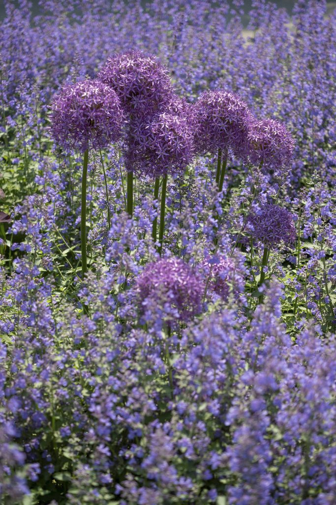 Allium Globemaster with catmint (Nepeta)