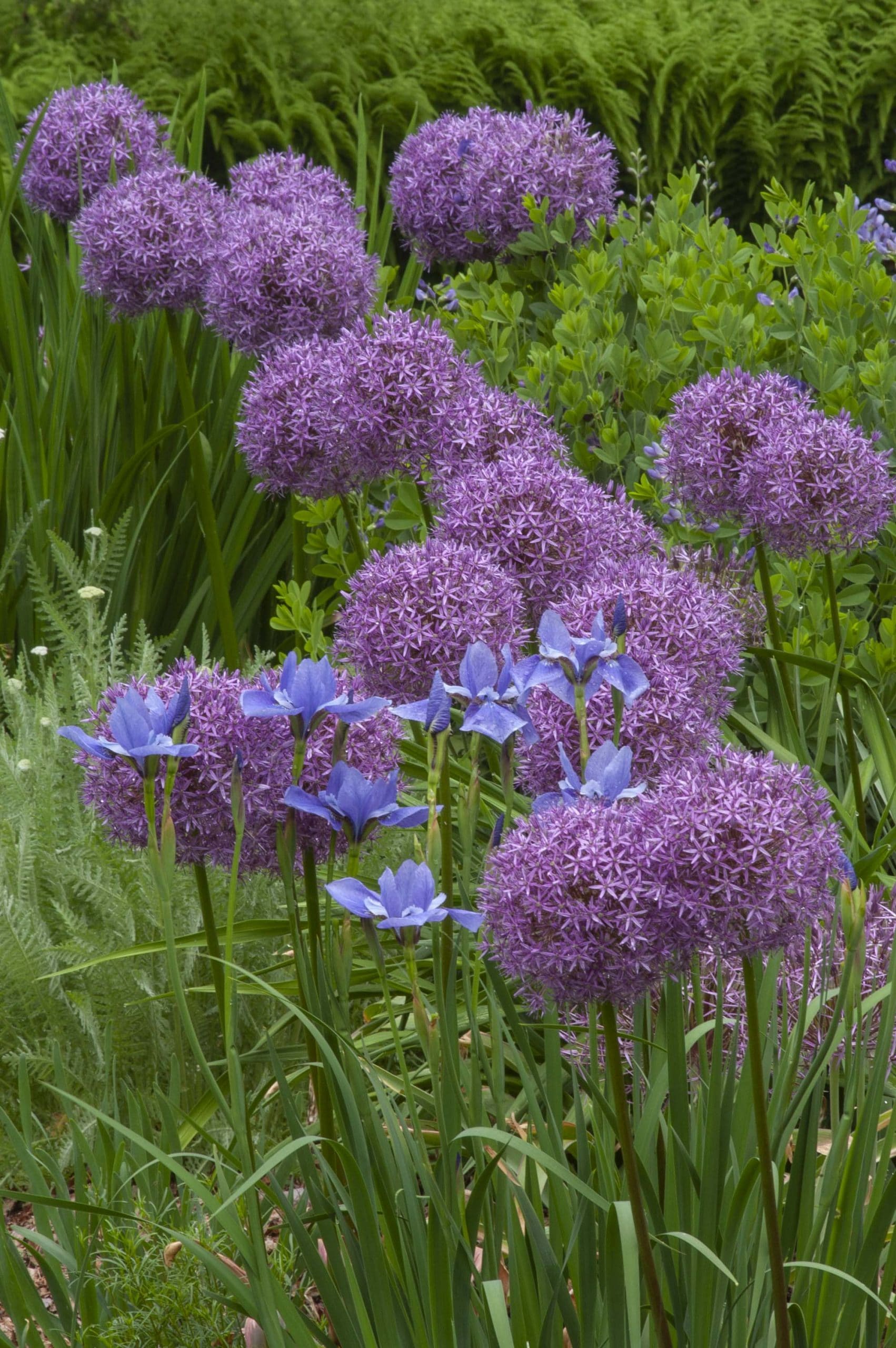 8-inch orbs of lilac-pink flowers, Globemaster Alliums from Colorblends.