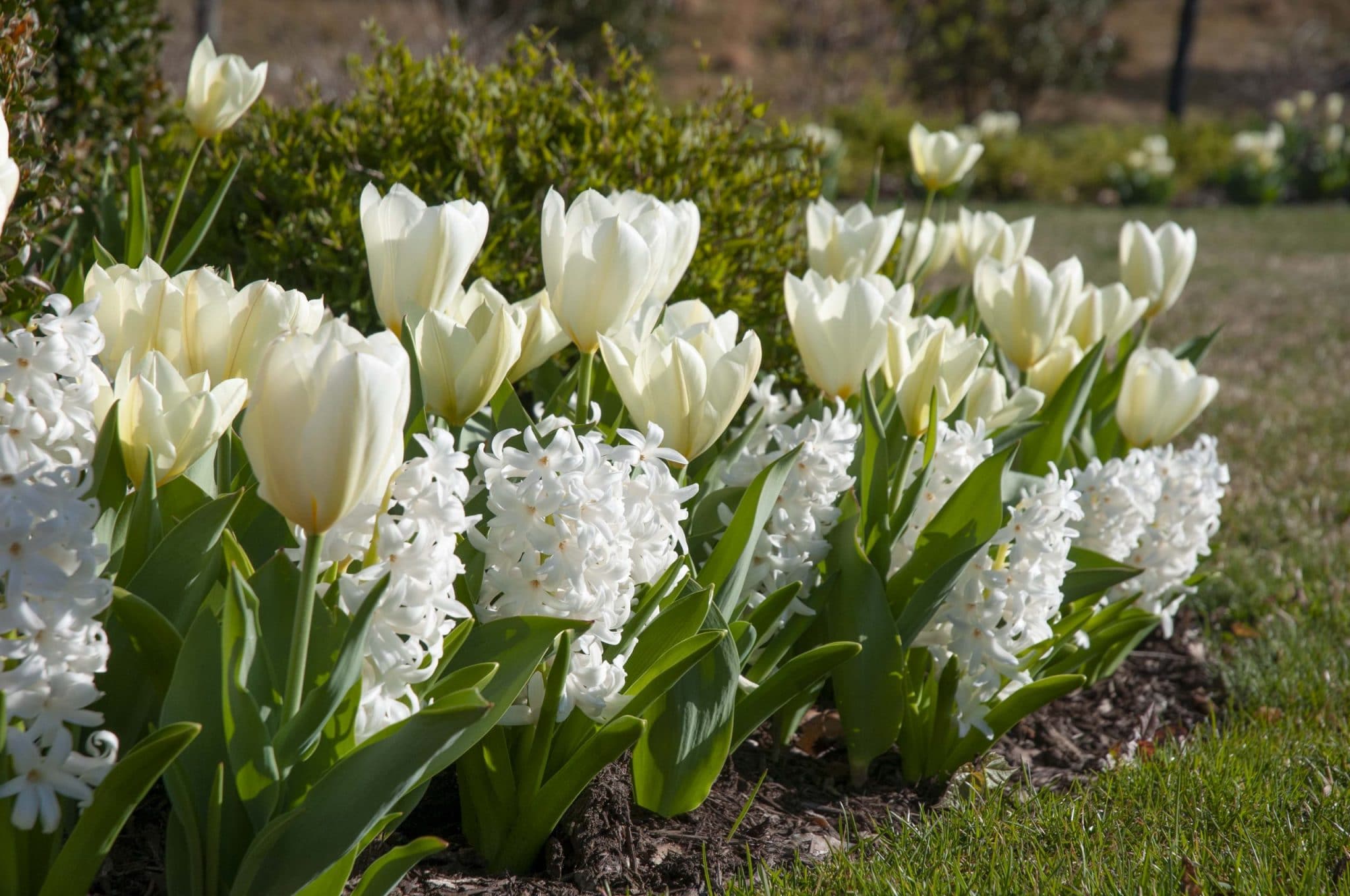 Tulip Best White and Hyacinth Carnegie