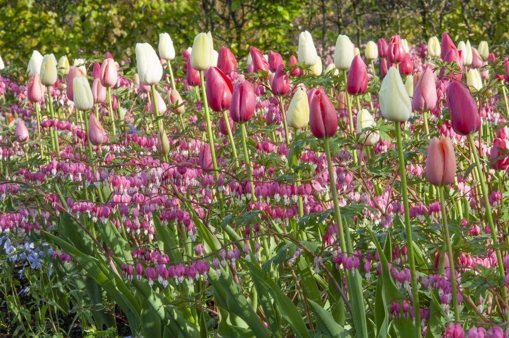 Tulip French Blend with bleeding heart