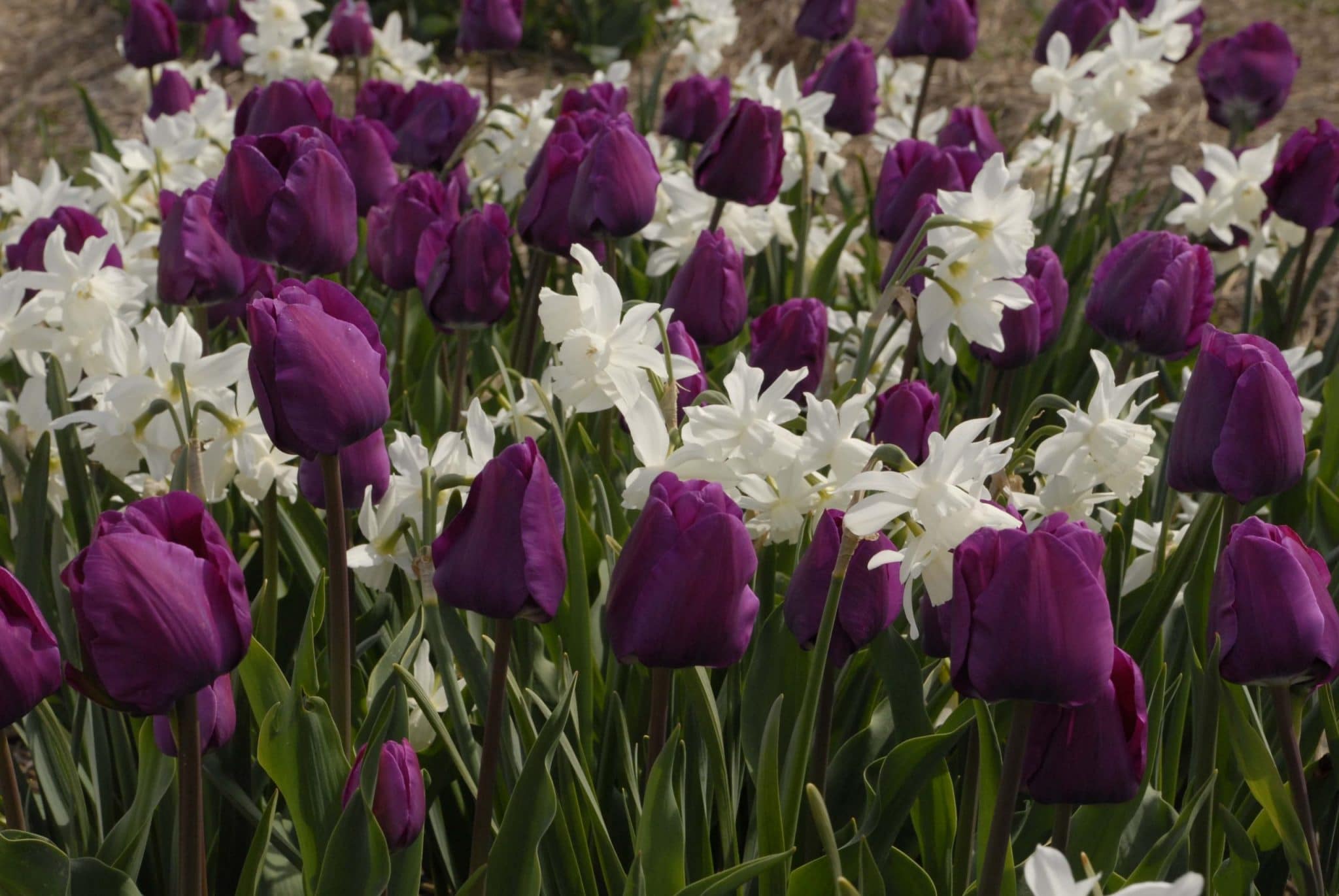 Tulip Best Purple with daffodil Thalia