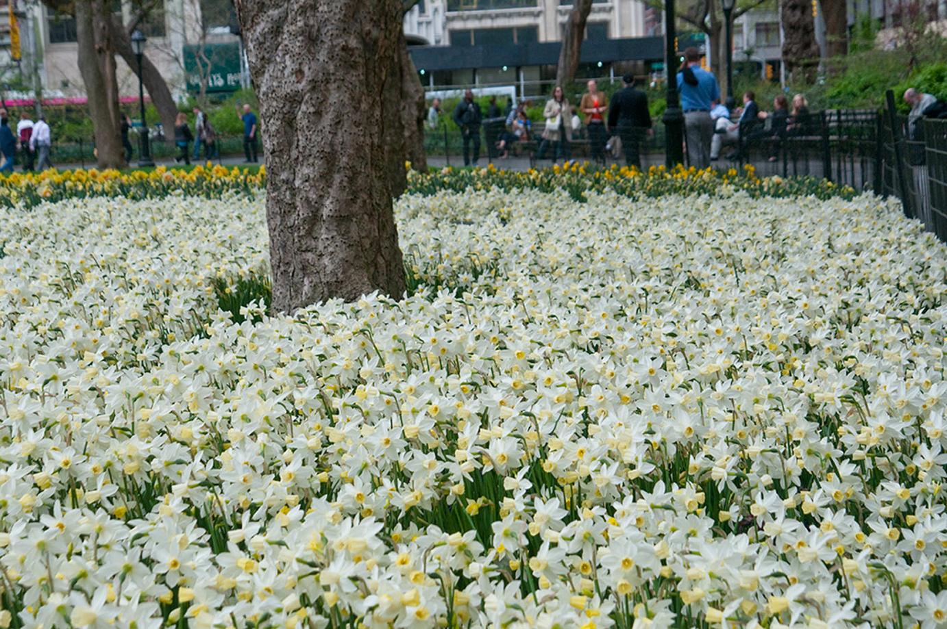 Sailboat daffodils