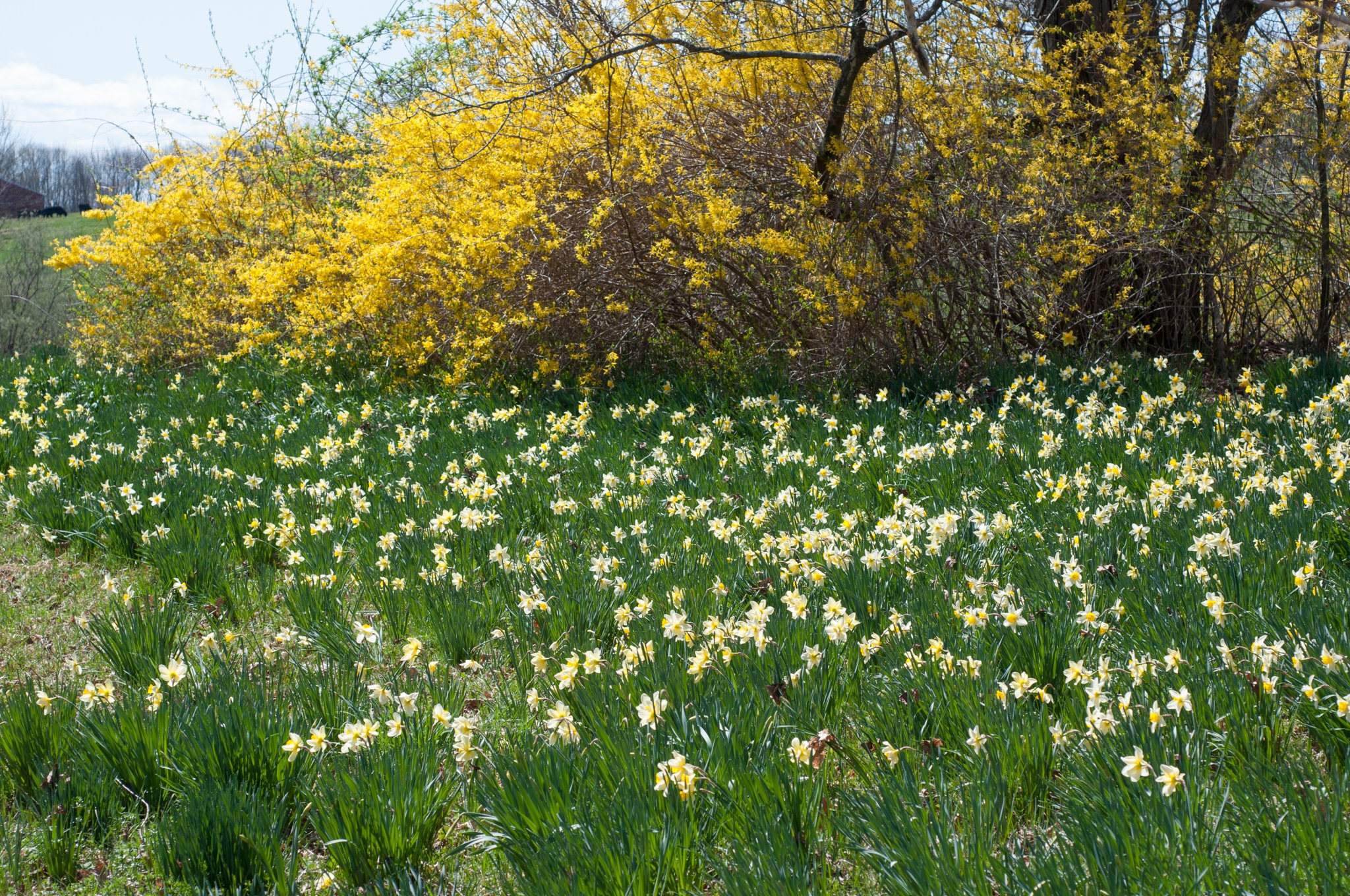 Assorted daffodils for naturalizing
