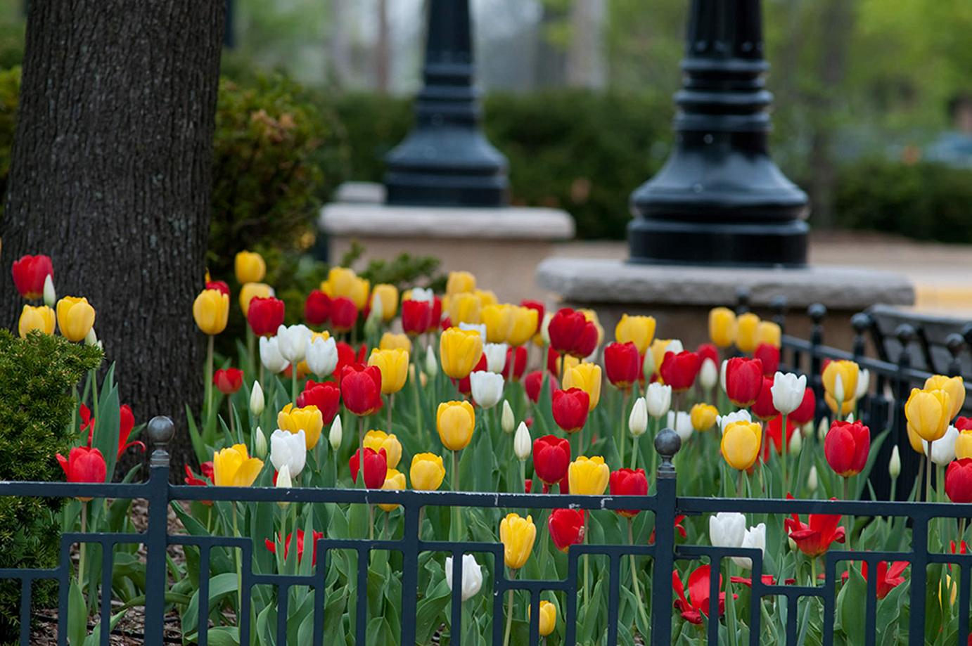 Niagara tulip blend