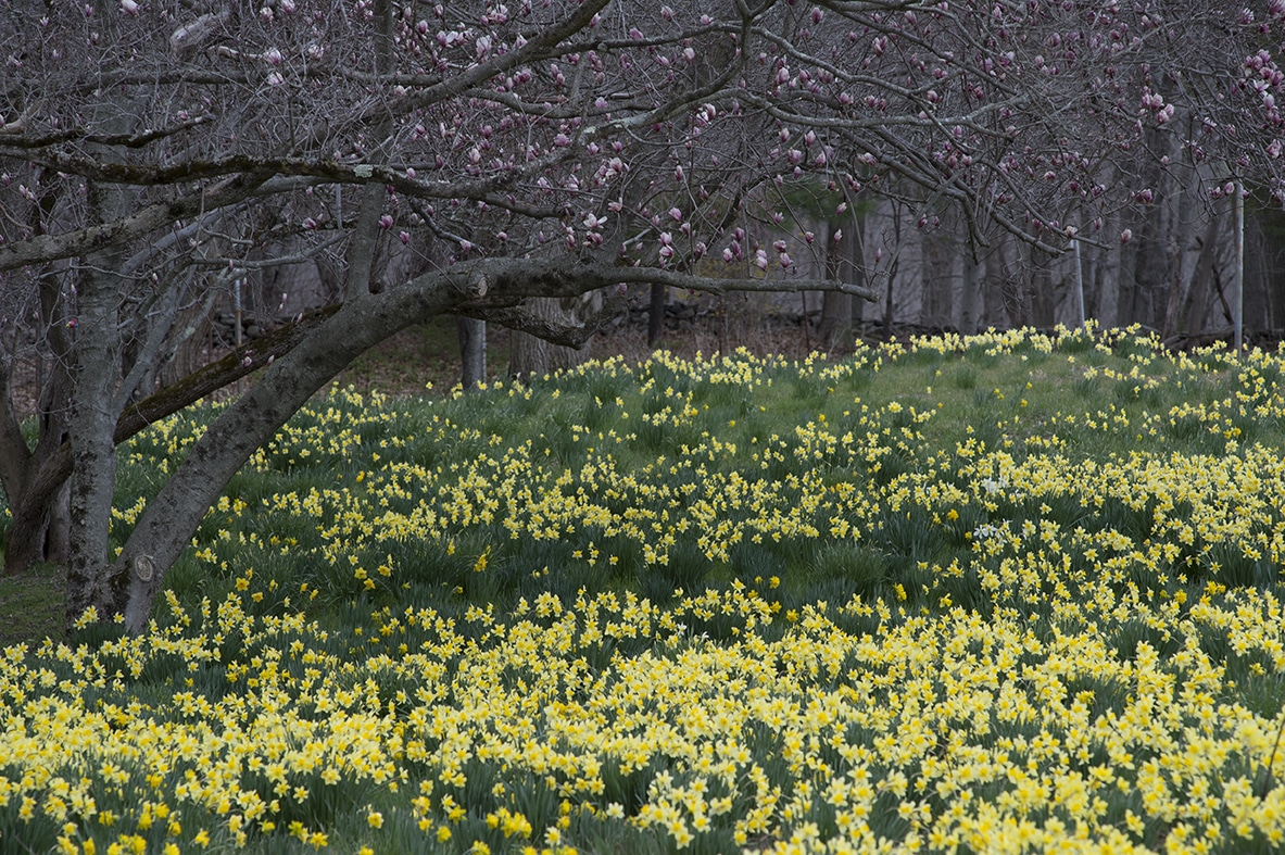 Carlton daffodils