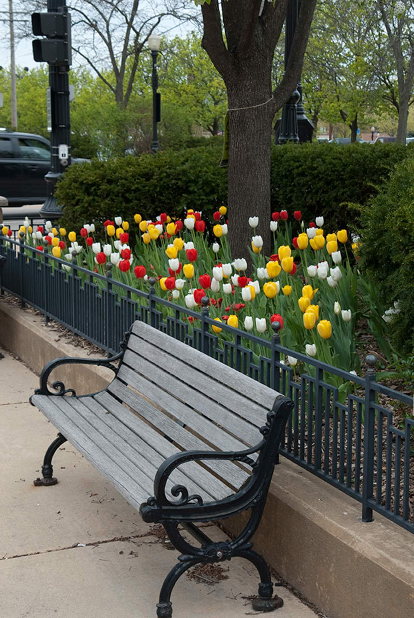 Niagara tulip blend