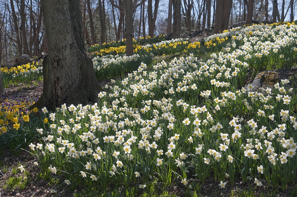 Ice Follies daffodils