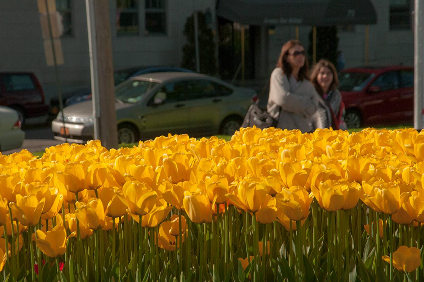 Best Yellow tulips