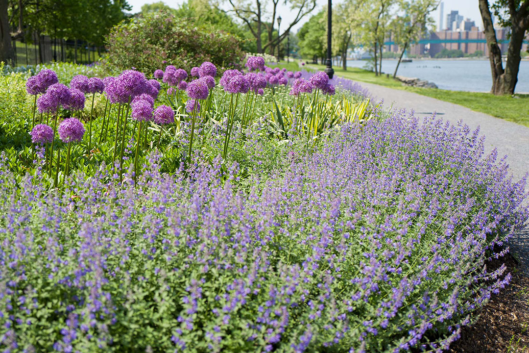 8-inch orbs of lilac-pink flowers, Globemaster Alliums from Colorblends, planted with purple Catmint.