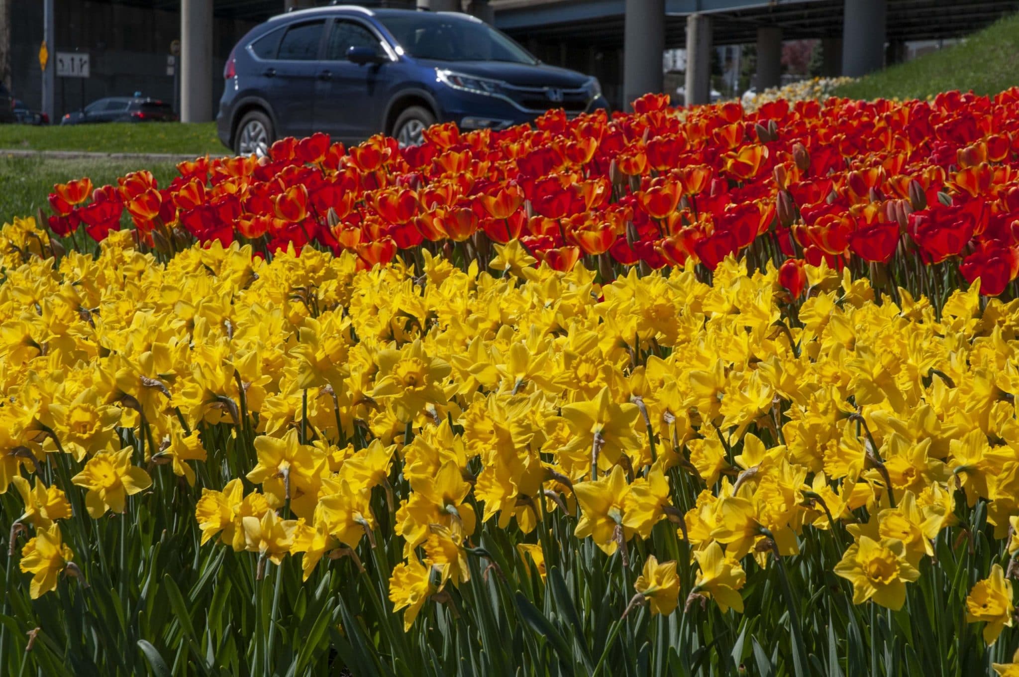 Daffodil Roadside Yellow with tulip blend Lava