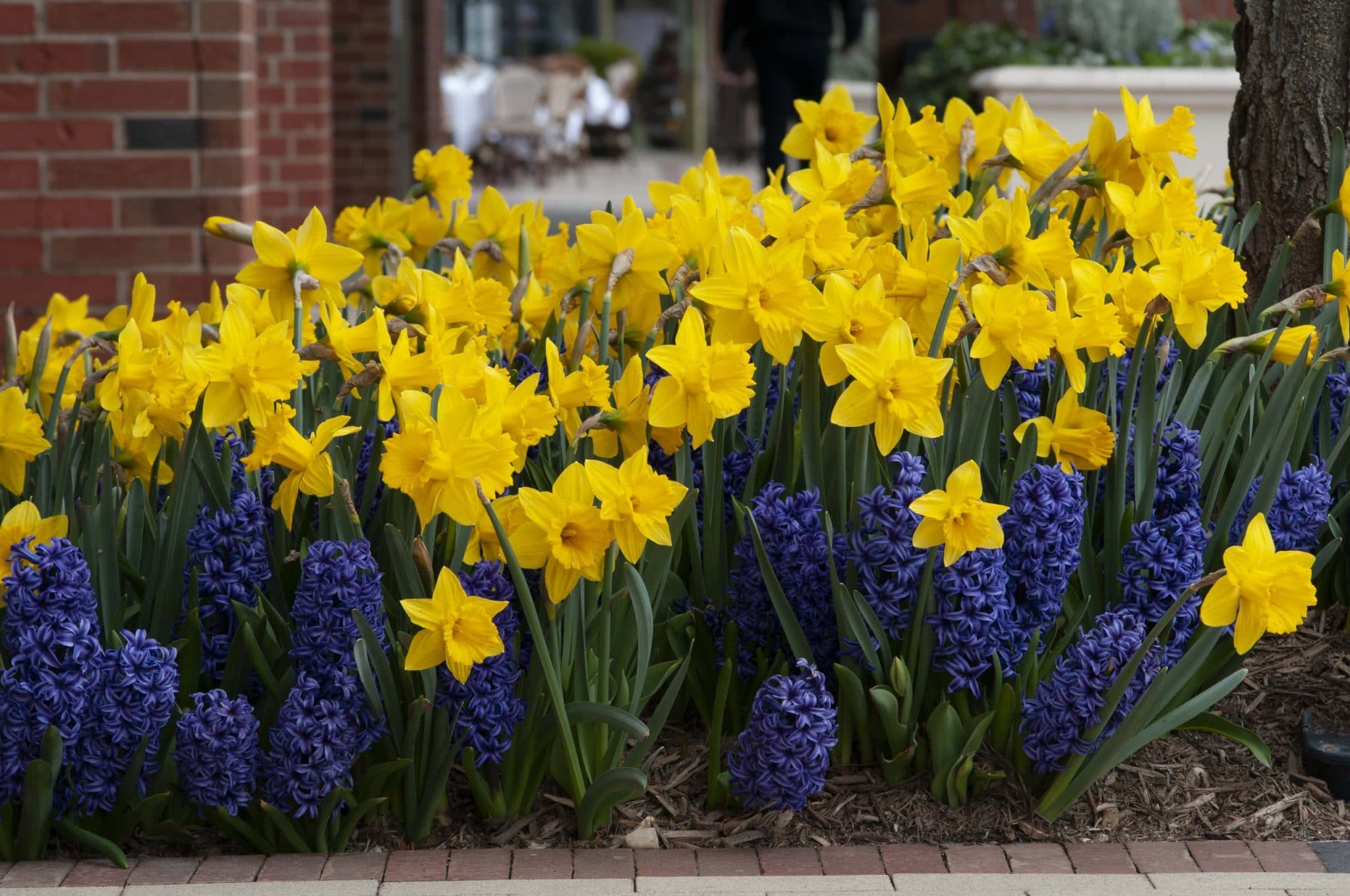 Large yellow trumpet Marieke daffodils with Hyacinth Blue Jacket from Colorblends.