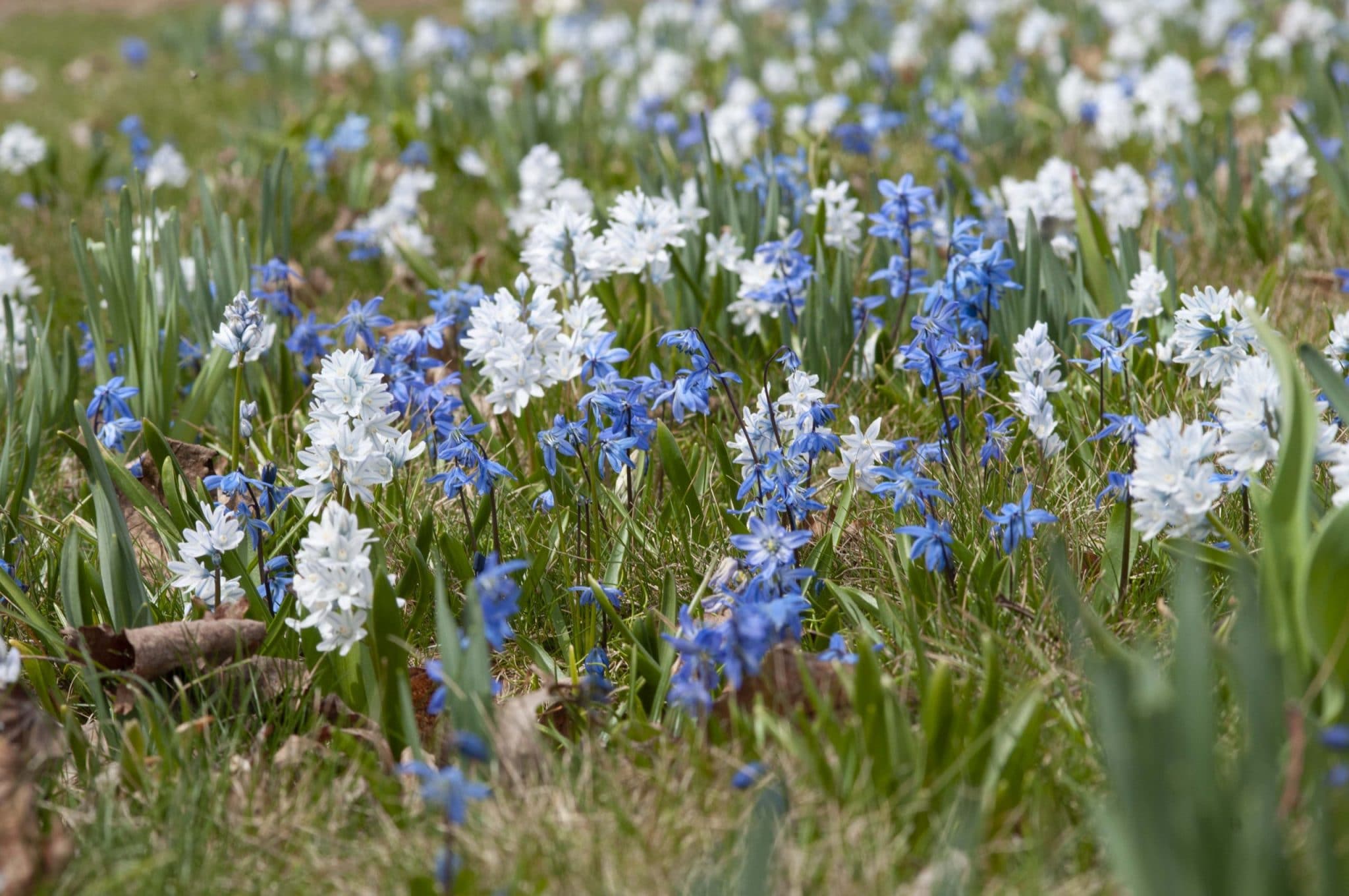 Striped Squill with Blue Squill