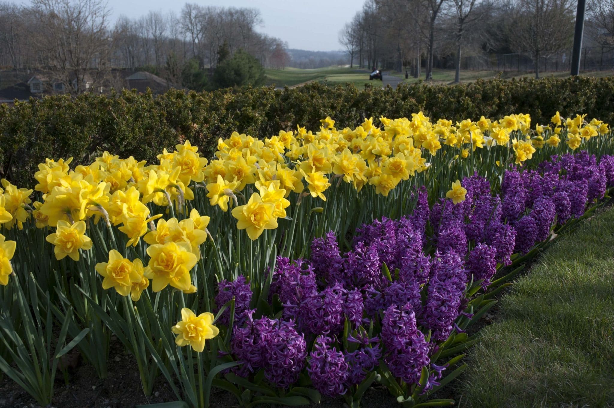 Daffodil Queen's Day and hyacinth Purple Sensation