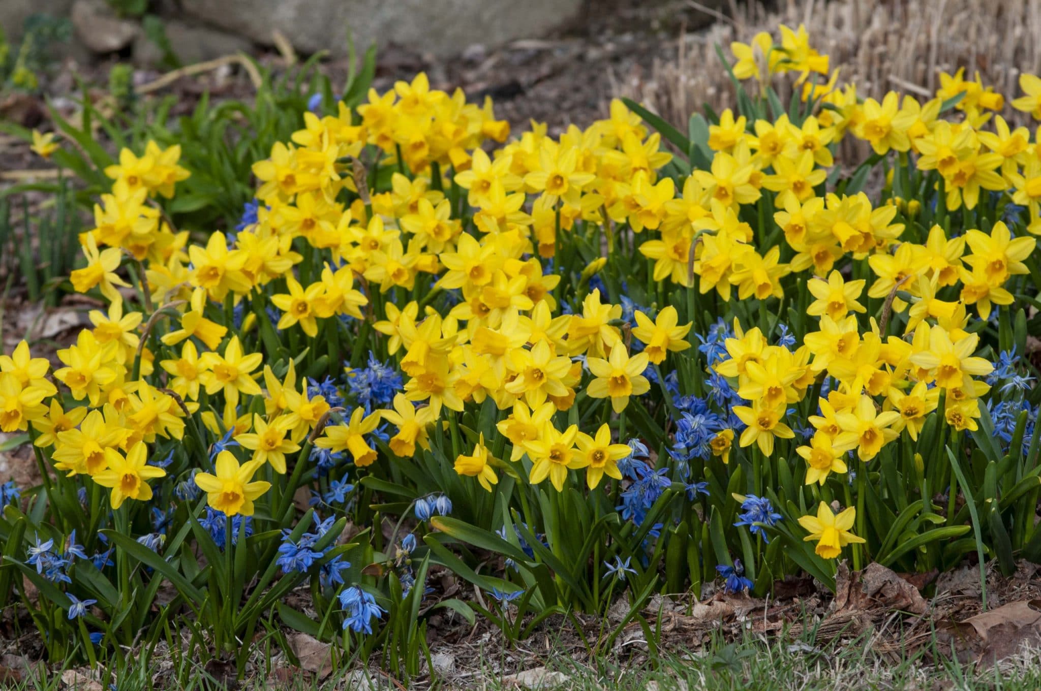 Miniature yellow Daffodil Tête-à-Tête with Blue Squill from Colorblends.