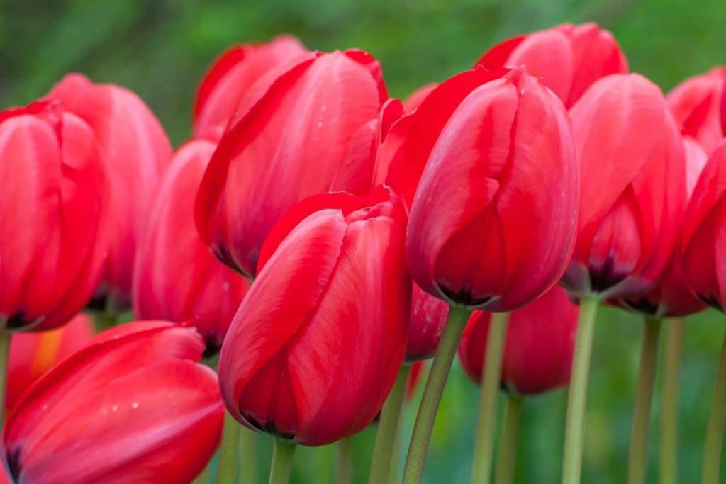 COLORBLENDS Perennial Tulips