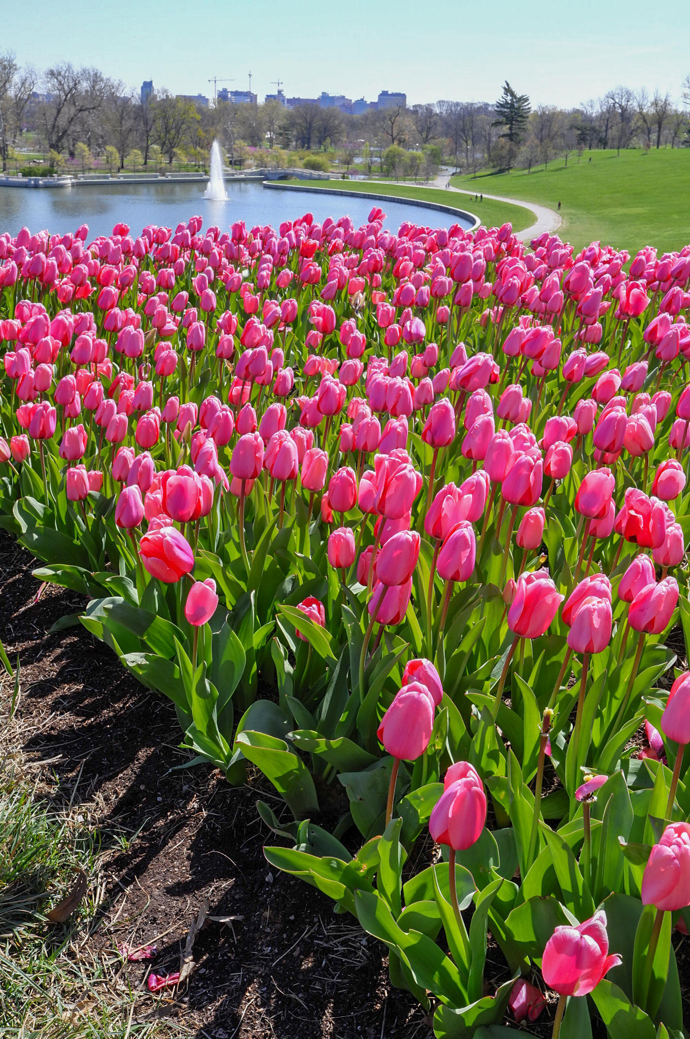Big Eartha tulips