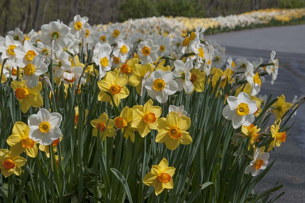 Sunshine Boys daffodil blend