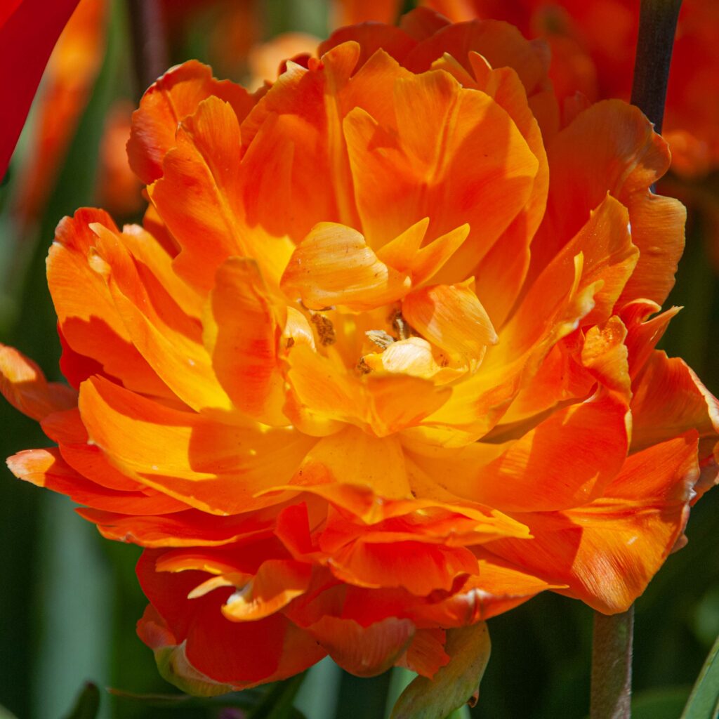 Tulip Orca shown close up. The tulip is orange with double petals.