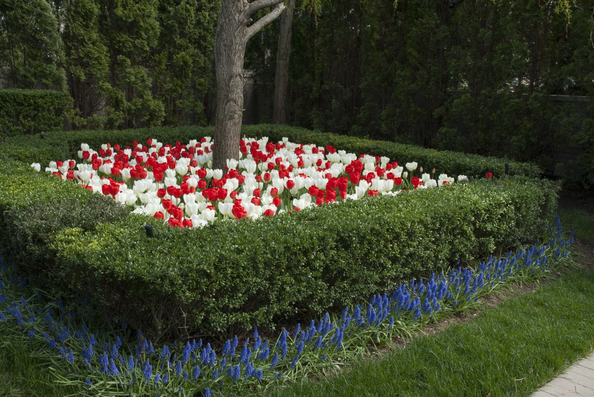 White Hot tulip blend