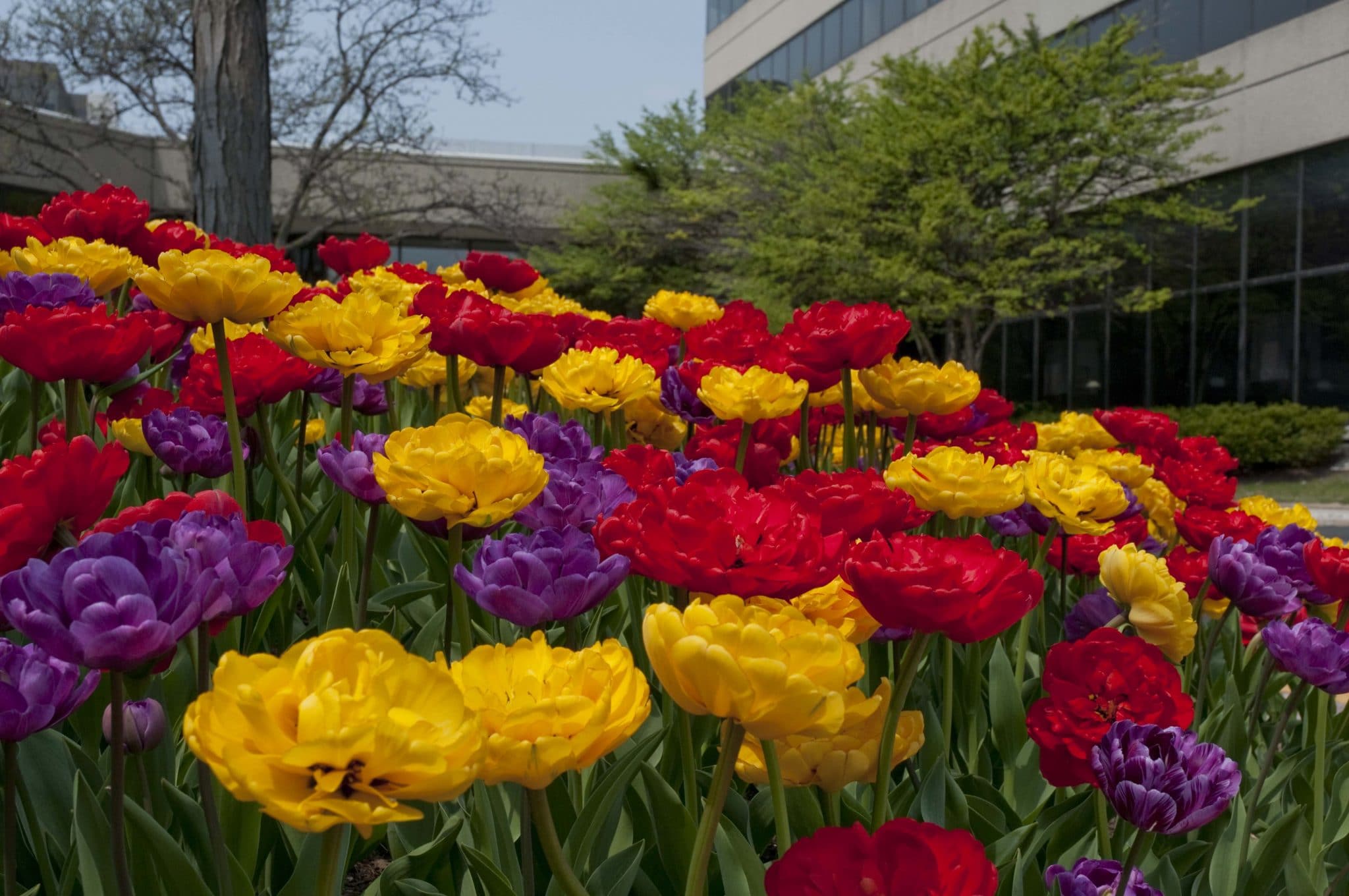 Petal Pushers tulip blend