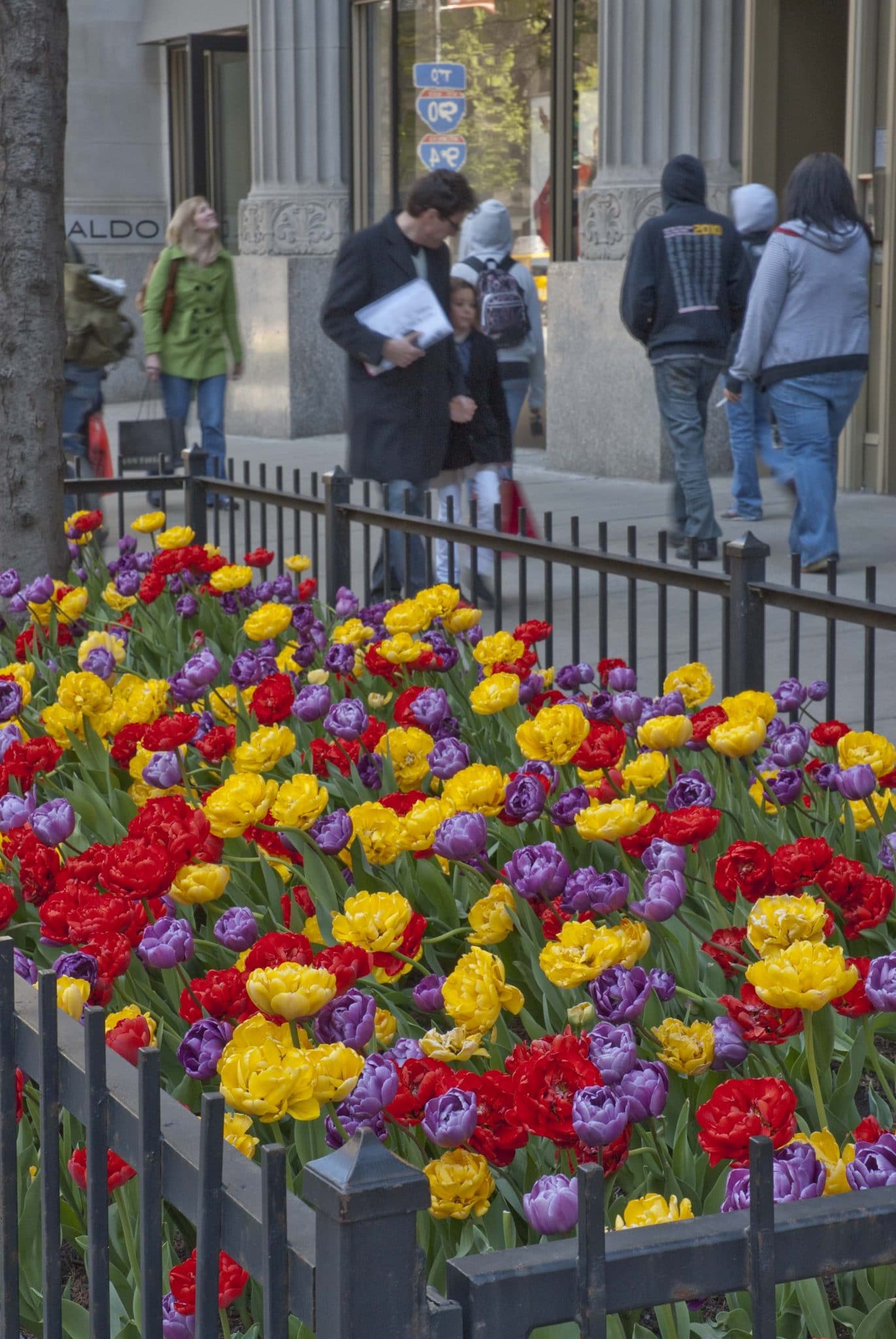 Petal Pushers tulip blend