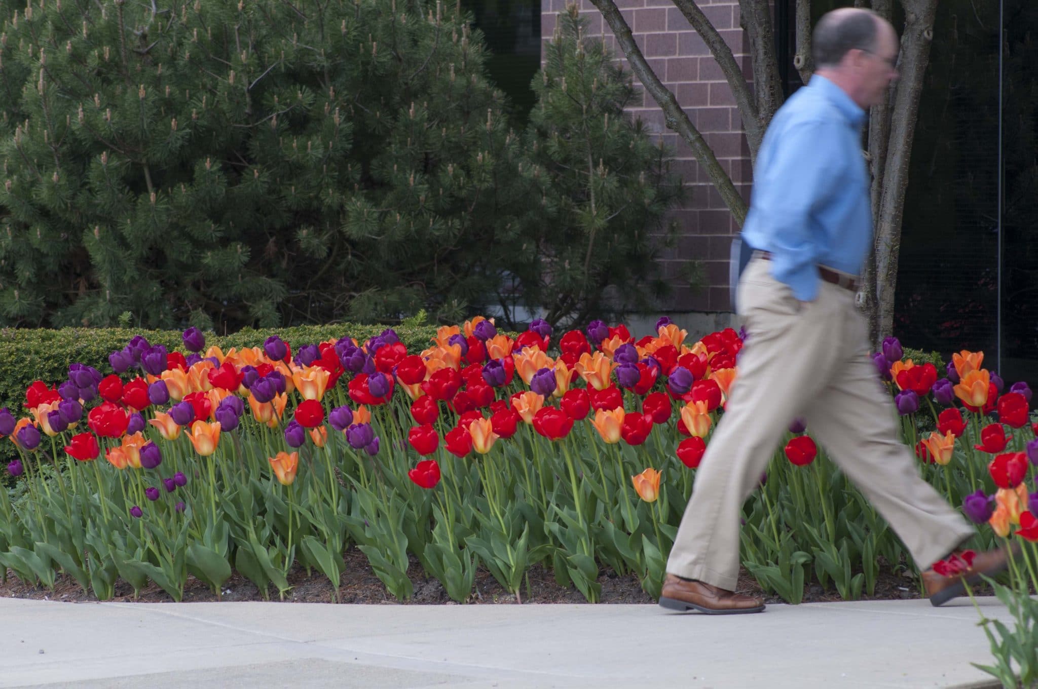 The Rainbow Coalition tulip blend