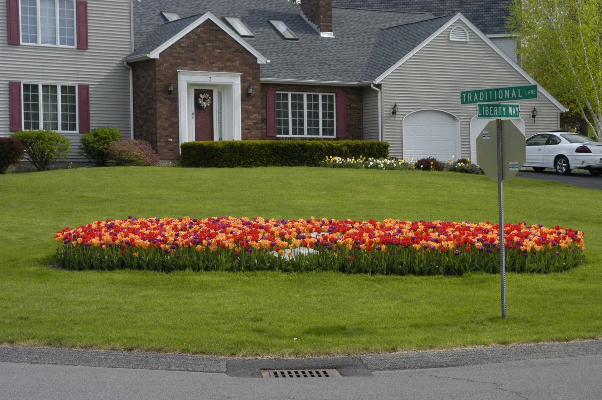 The Rainbow Coalition tulip blend