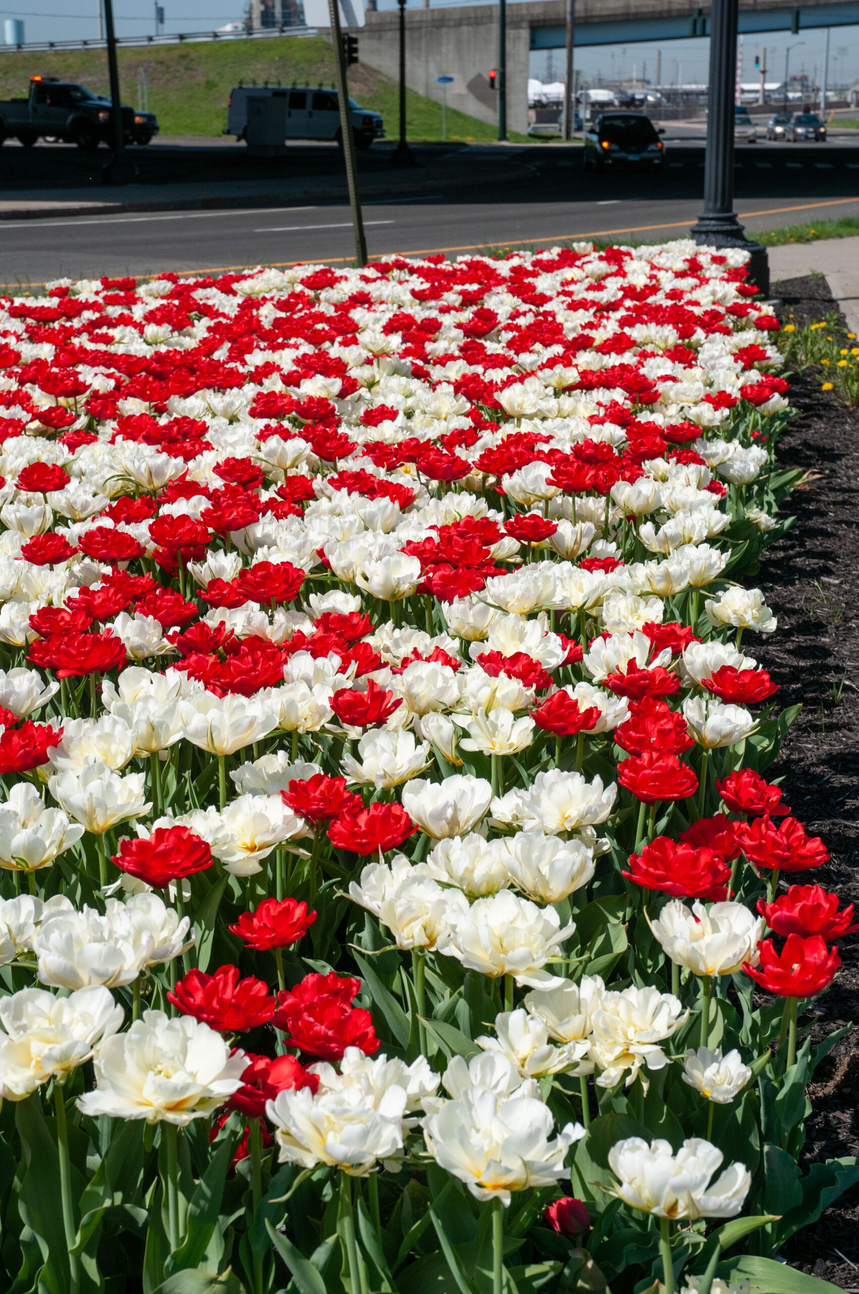 Red and white double tulips planted at a highway entrance