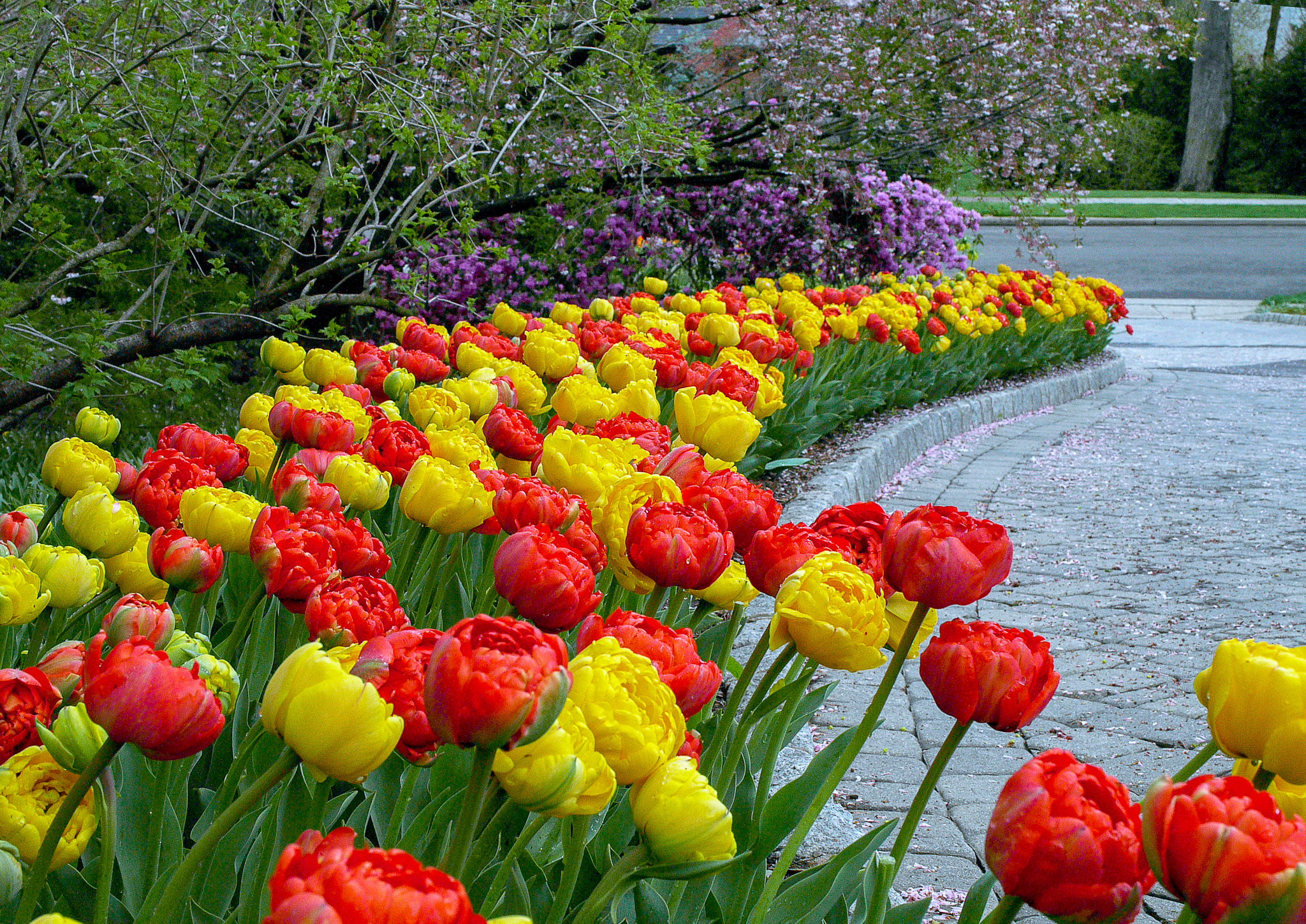 Red and yellow double tulips planted along a driveway