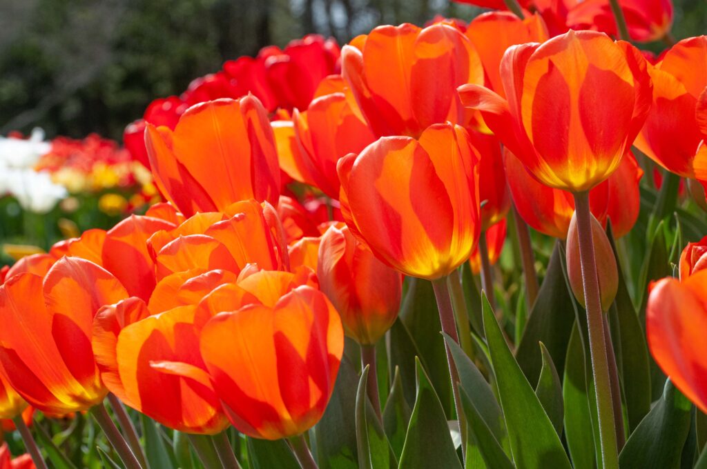 Lighting Sun tulips planted in a group.