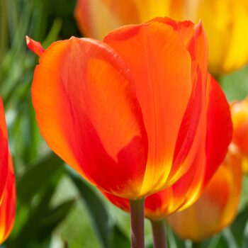 Lighting Sun Tulip close-up.