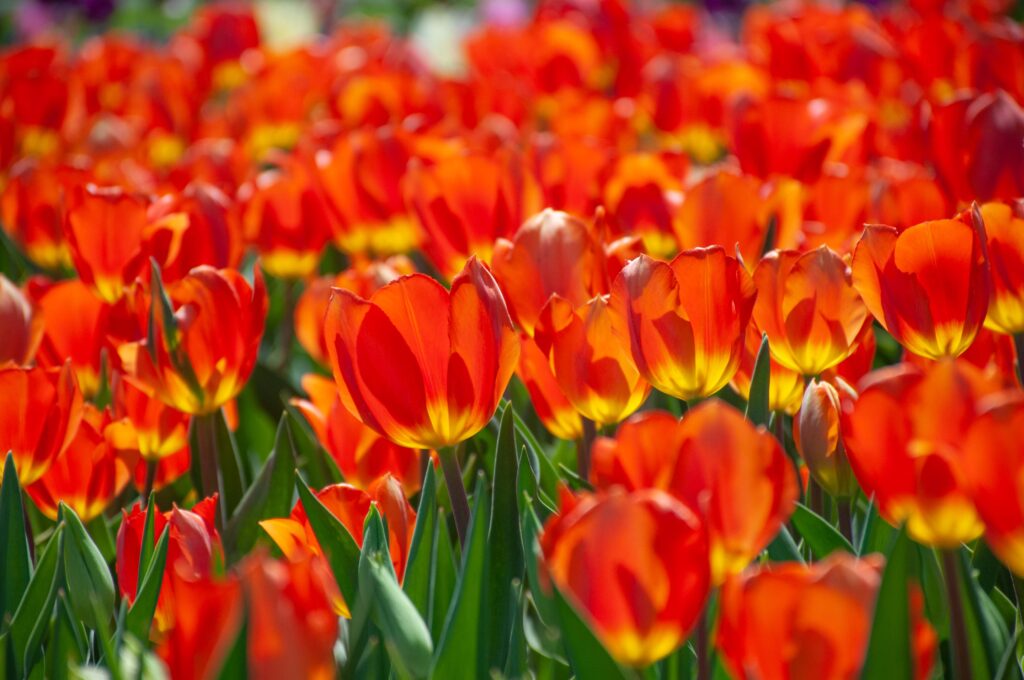 Lighting Sun tulip planted en masse.