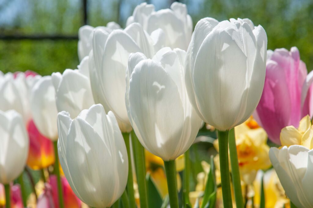 White Darwin Hybrid Tulips Hakuun from Colorblends.