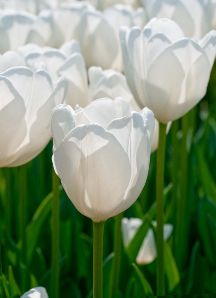 White Darwin Hybrid Tulips Hakuun from Colorblends.