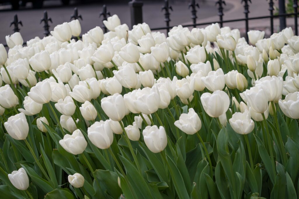White Darwin Hybrid Tulips Hakuun from Colorblends.