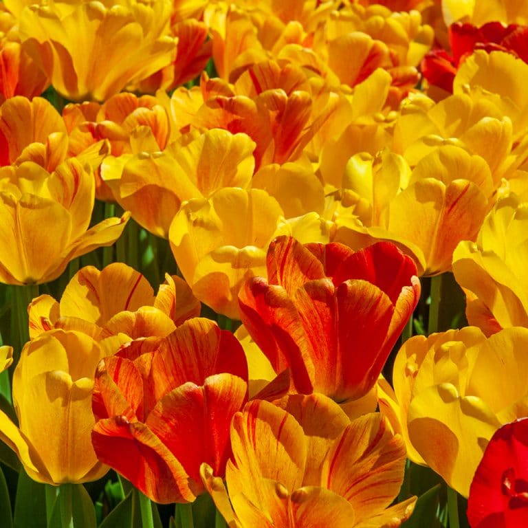 All Tulips Dutch Flower Bulbs at Wholesale Prices Colorblends®