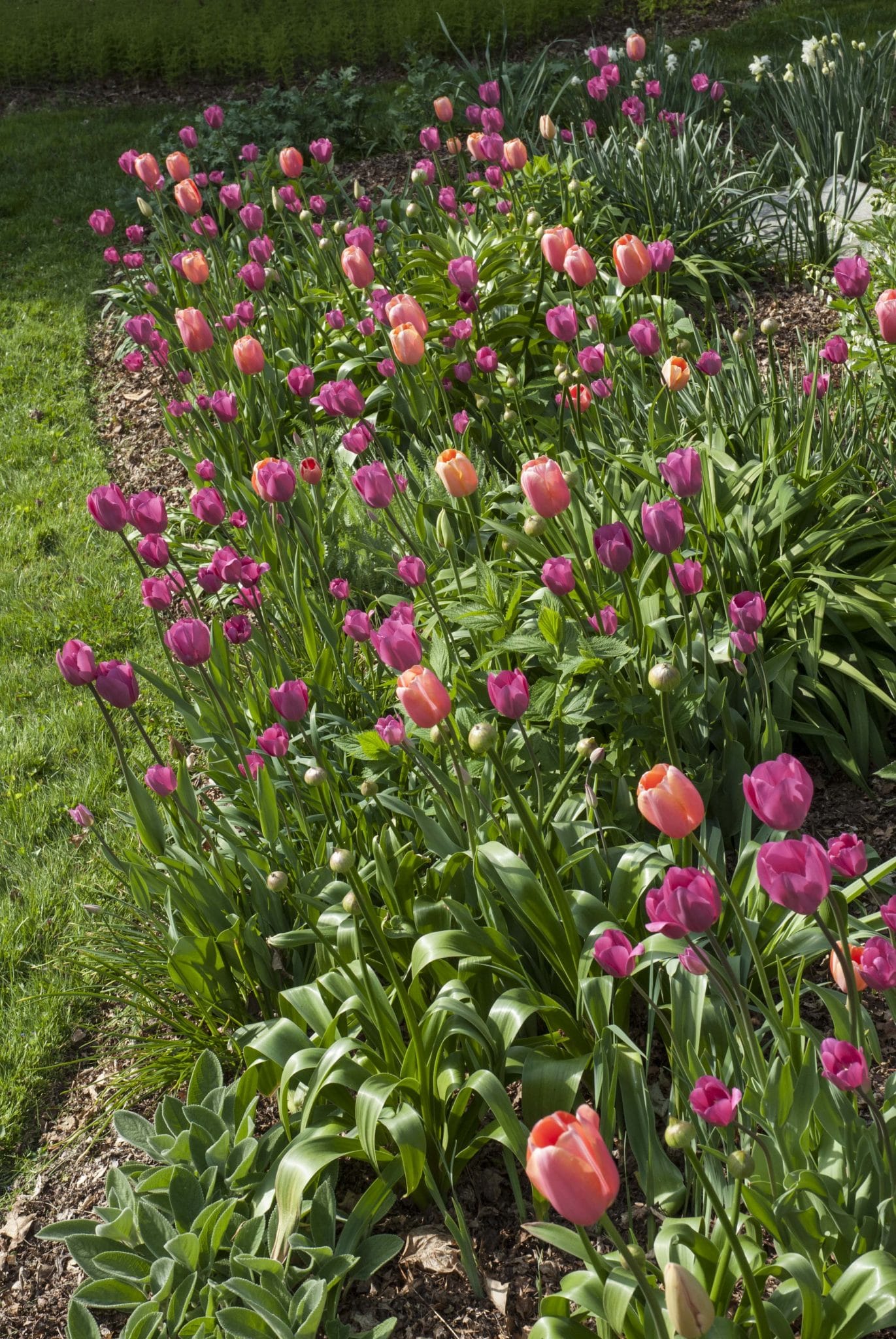 Sherbet tulip blend