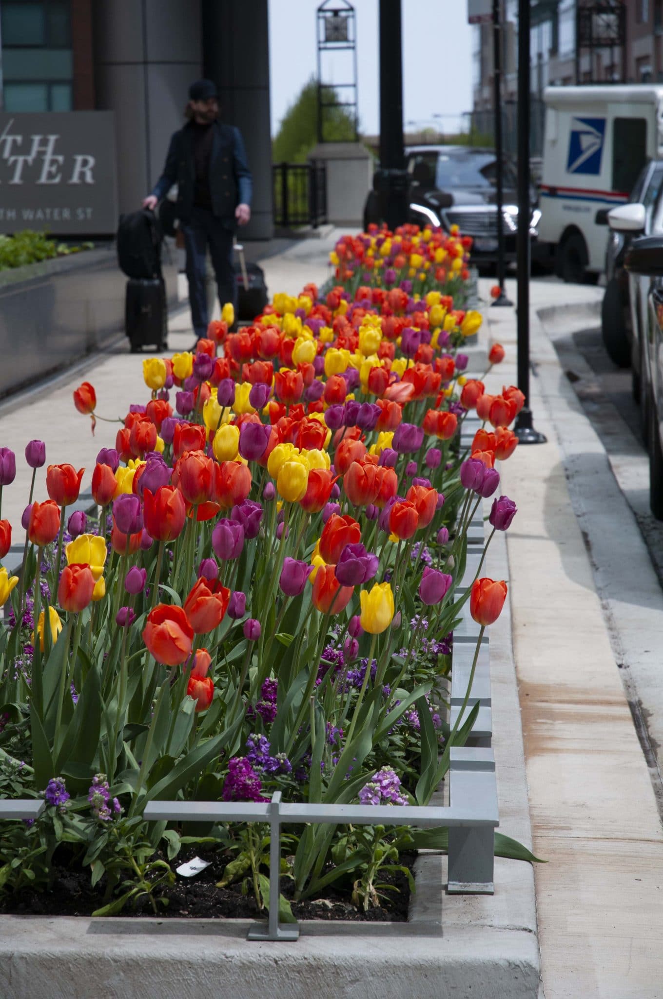 Happy Together tulip blend