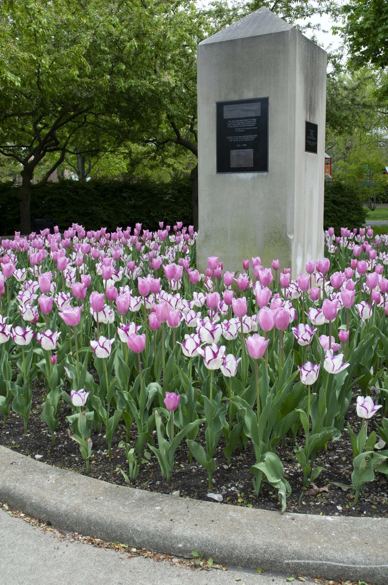 Gemini II tulip blend