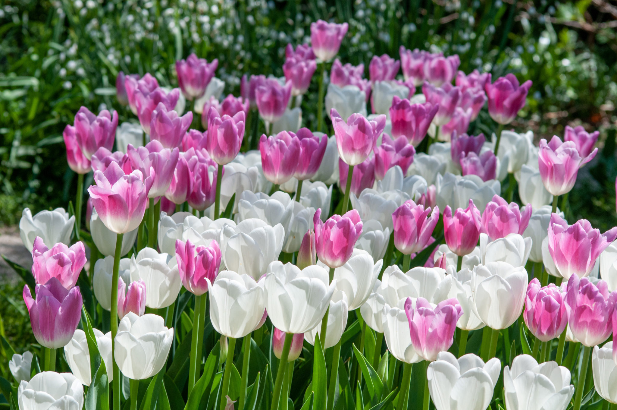 TULIPページ See View Plait Tulip Blend | Always Wholesale Pricing
