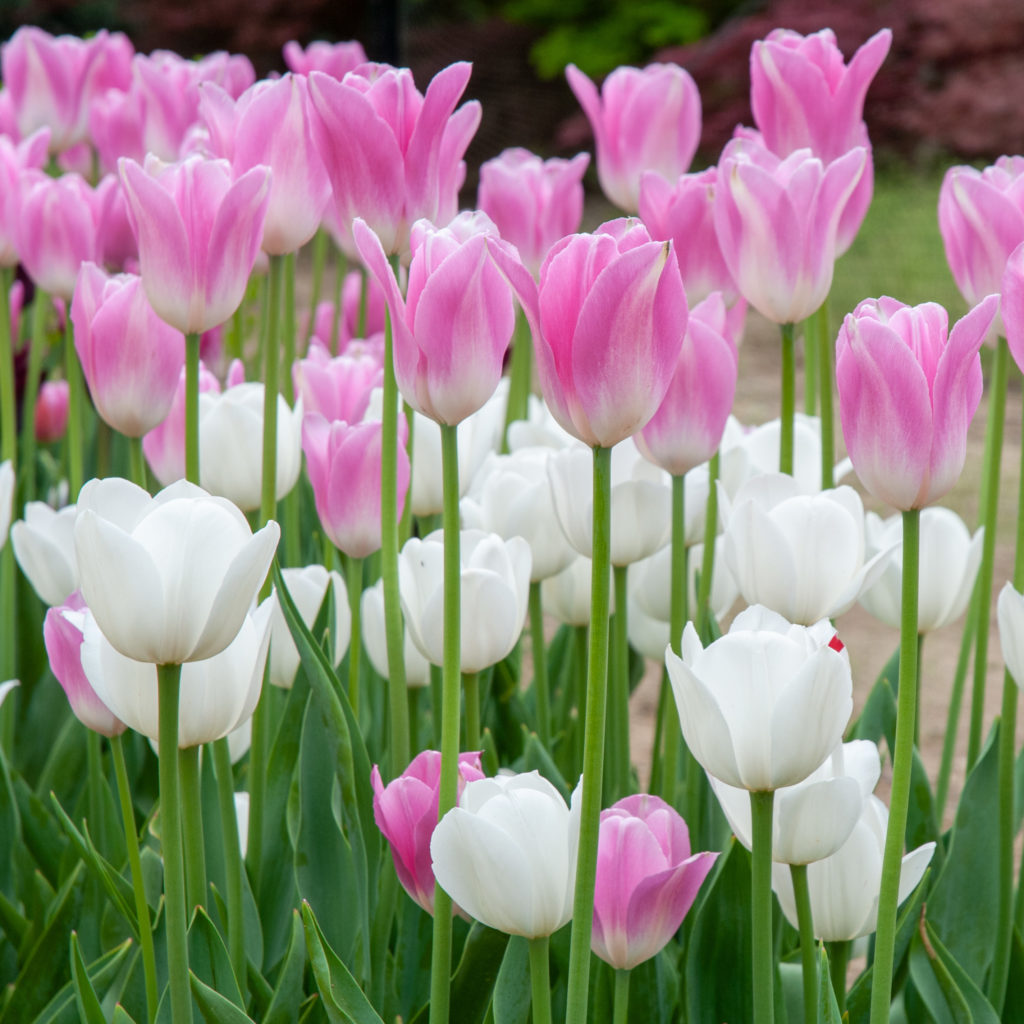 Zephyr Tulip Bulbs Colorblends