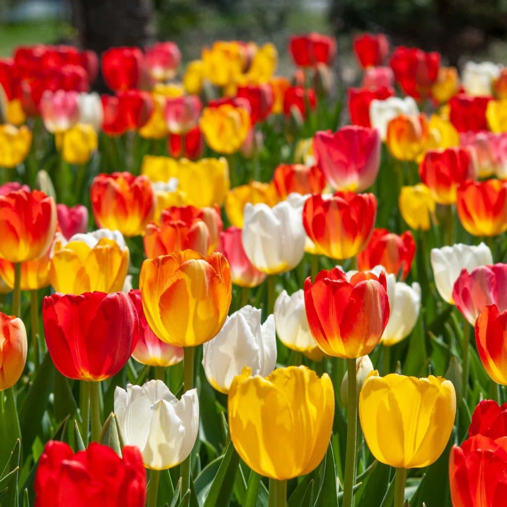 Judy Beauty Tulip Bulbs Colorblends