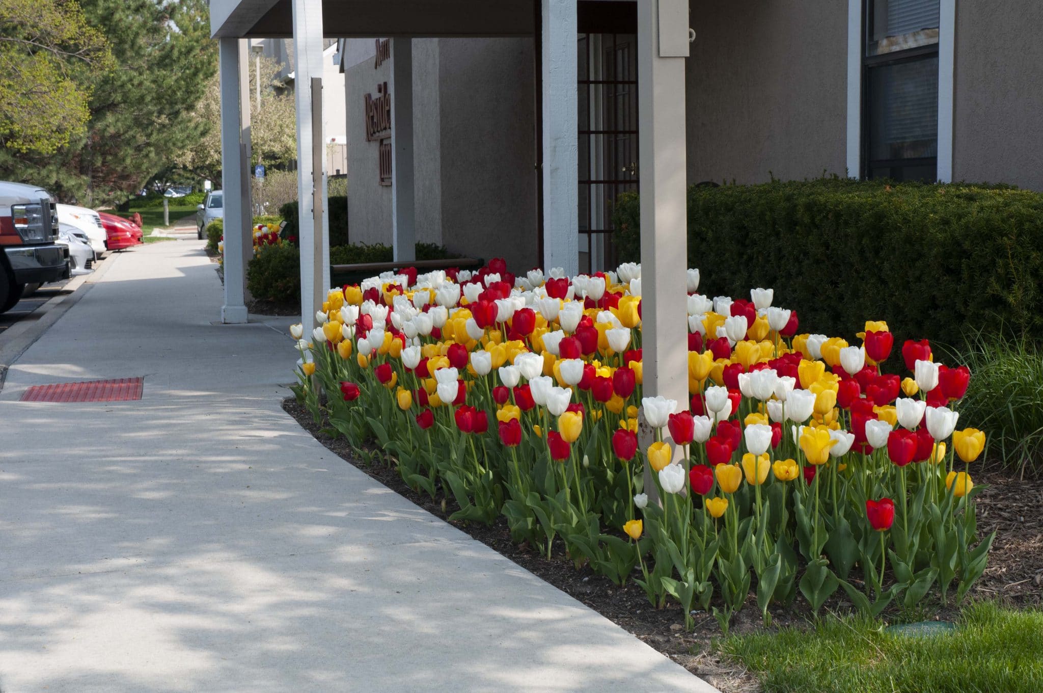 Polka Dots tulip blend