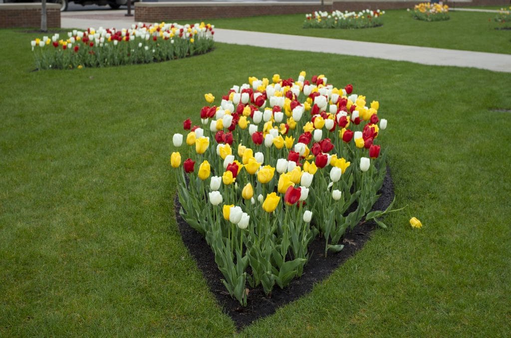 Polka Dots tulip blend
