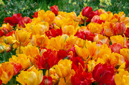 Tukano™ Tulip Blend Tukano Tulips group in the garden in the sun