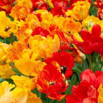 Tukano Tulip Bulbs Colorblends