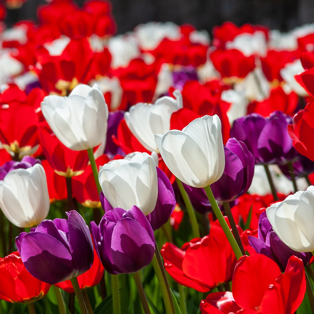 Four-Star Tulip Bulbs Colorblends