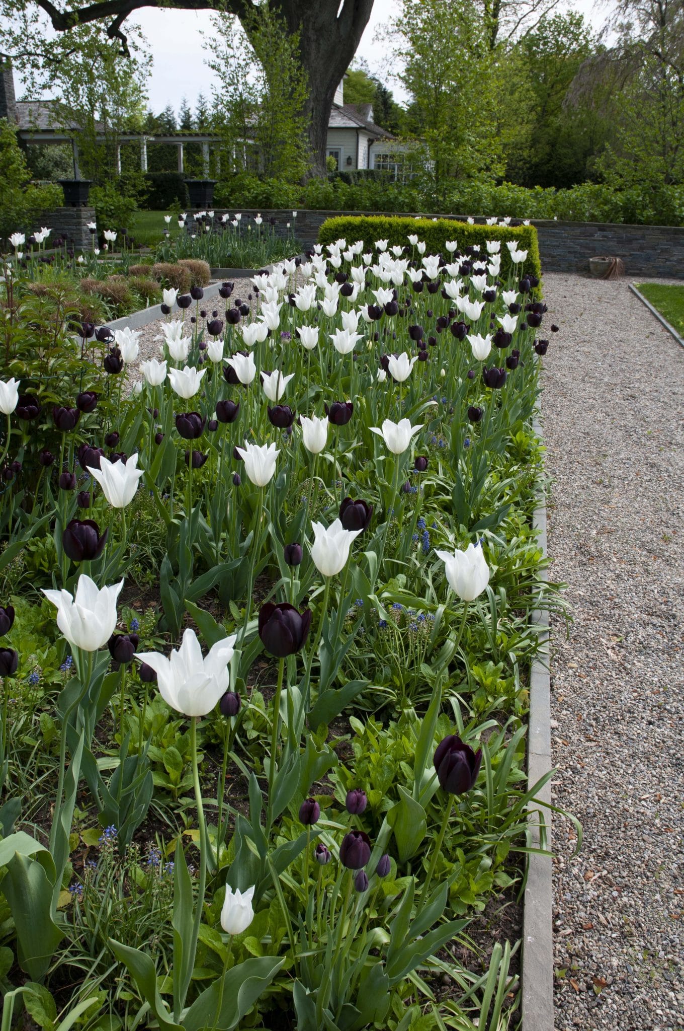 Black Tie tulip blend