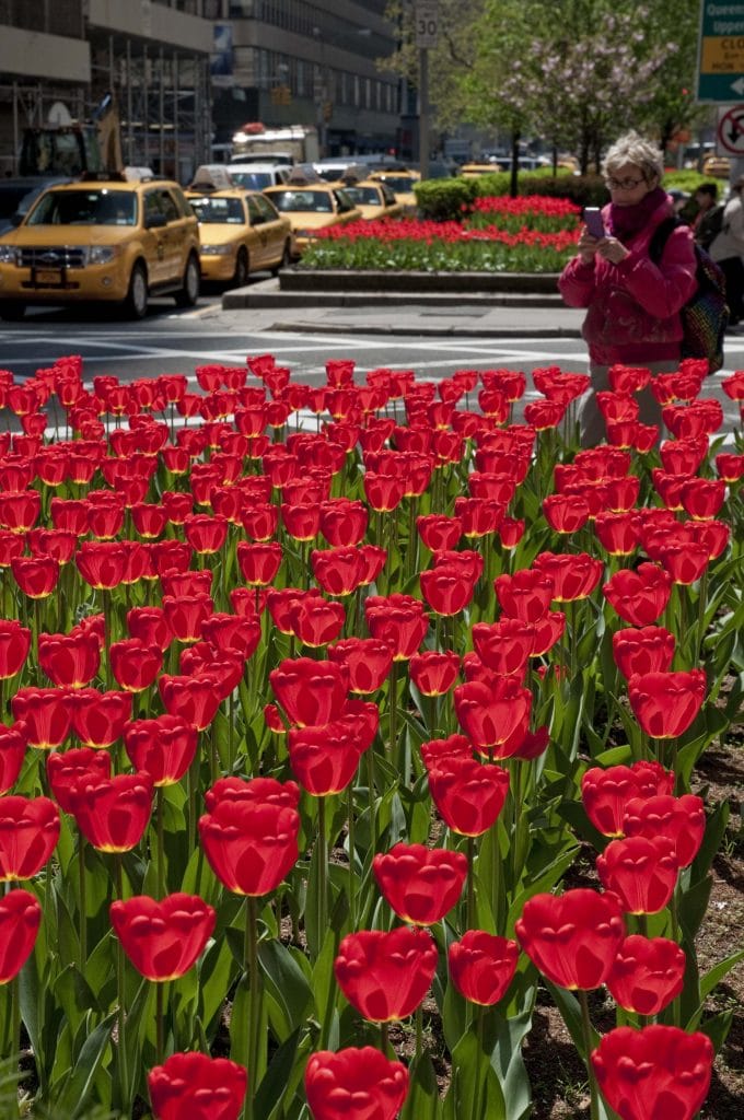 Best Red tulips