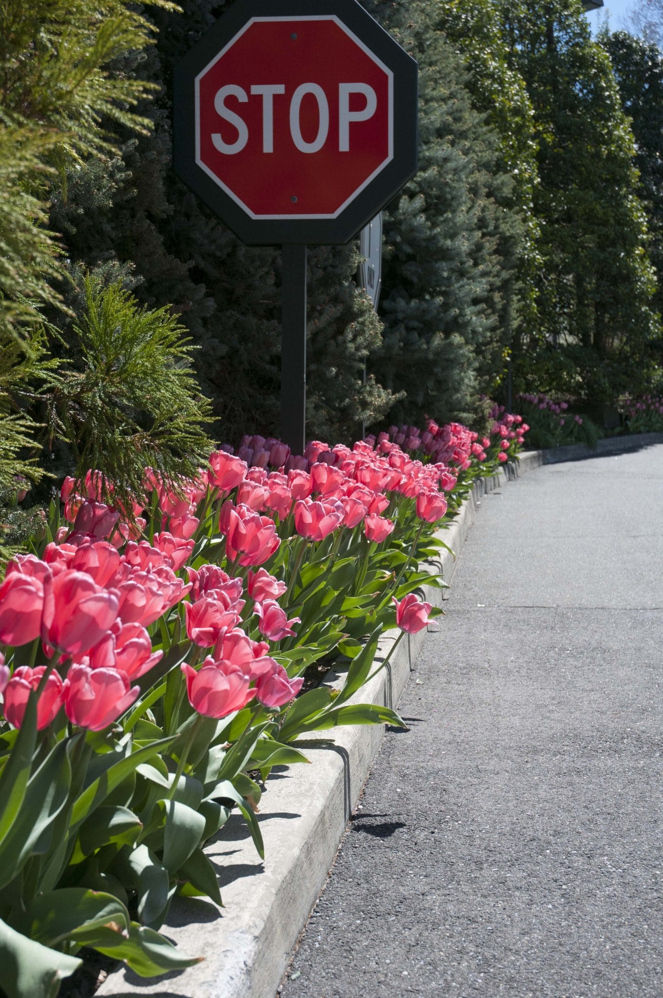 Best Pink tulips